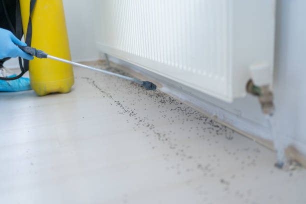 Best Emergency Pest Control  in Pleasant Valley, MO
